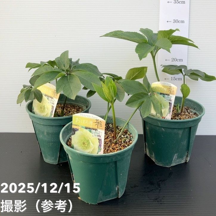 クリスマスローズ 伊勢みやび 5号 おぼろ月｜山野01-D1 | 草花