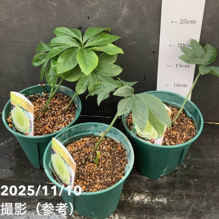 期間限定10％OFF！】クリスマスローズ 伊勢みやび 5号 おぼろ月｜山野