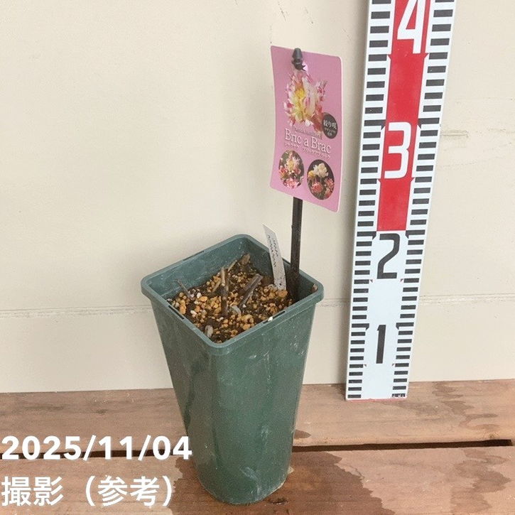 芍薬 アメリカシャクヤク 4号ロング ブリックアブラック|草花04-PA