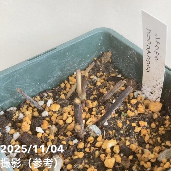 芍薬 アメリカシャクヤク 4号ロング ブリックアブラック|草花04-PA