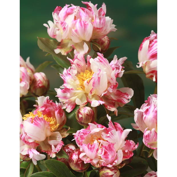 芍薬 アメリカシャクヤク 4号ロング ブリックアブラック|草花04-PA