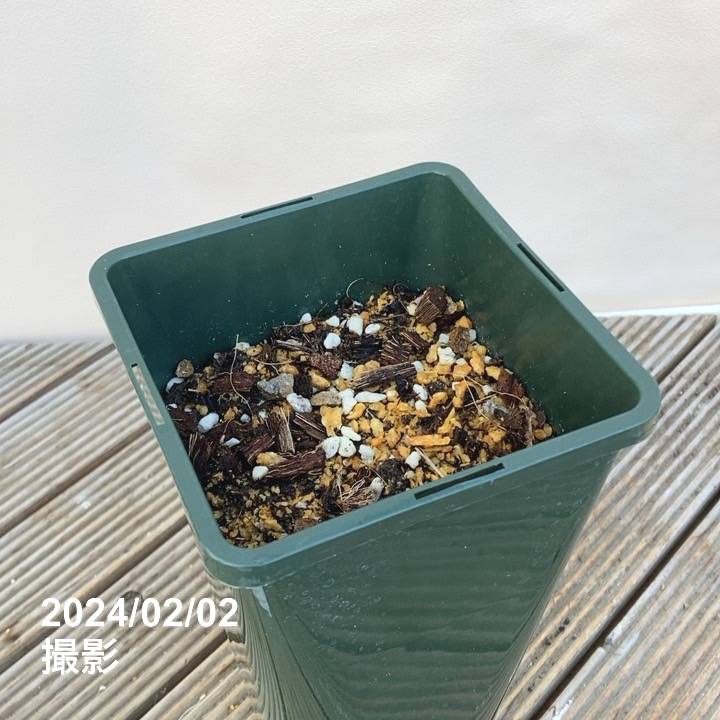 芍薬 アメリカシャクヤク 4号ロング ブリックアブラック|草花04-PA