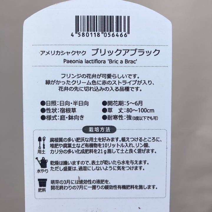 芍薬 アメリカシャクヤク 4号ロング ブリックアブラック|草花04-PA
