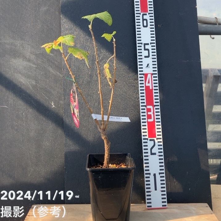 希少‼︎自然木！ authenticoakhoney60001604_up.