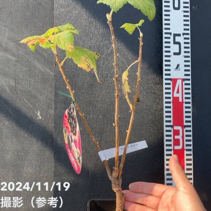 ジャンボカシス チタニア 5号｜果樹04-PA | 果樹,[珍しい果樹] | 赤塚