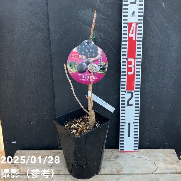 ジャンボカシス チタニア 5号｜果樹04-PA | 果樹,[珍しい果樹] | 赤塚