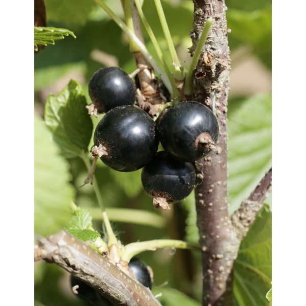 ジャンボカシス チタニア 5号｜果樹04-PA | 果樹,[珍しい果樹] | 赤塚