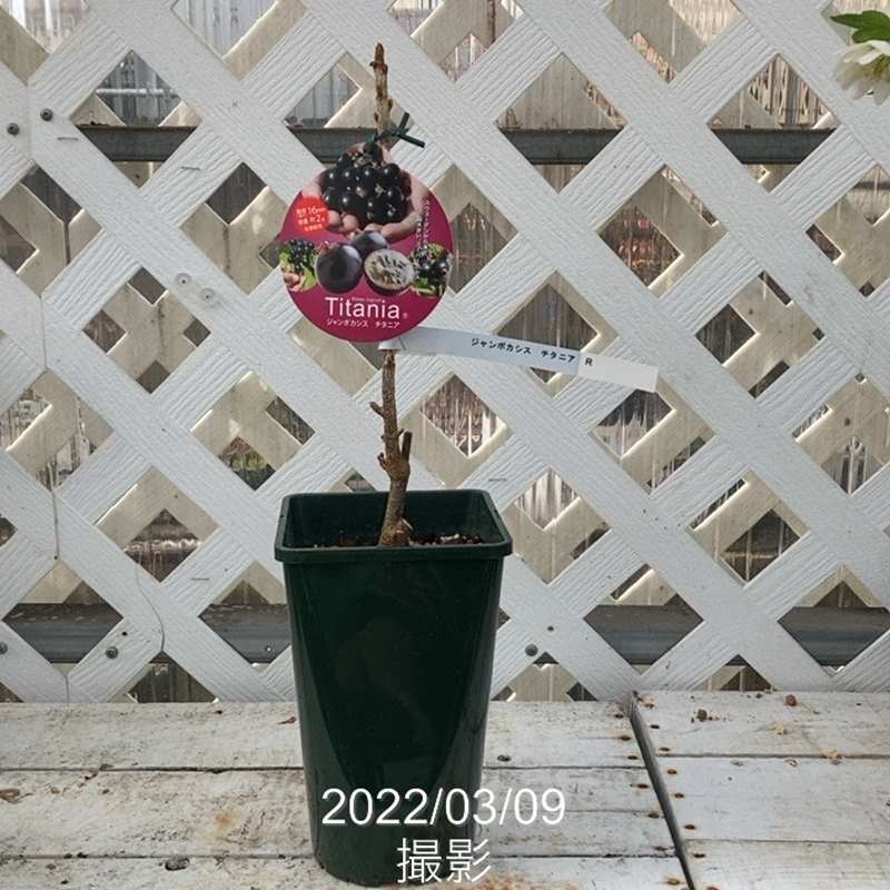 くろいわ　果樹の穂木各種 くろいわ様専用 果樹の穂木各種 【公式通販】