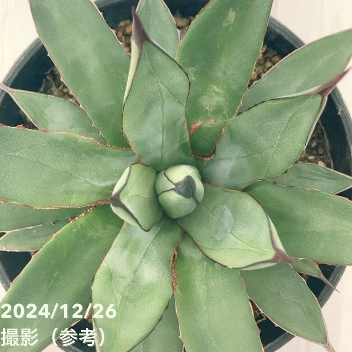 【ワケアリ 特価】アガベ 5号 リトルシャーク Little Shark|観葉01-D1