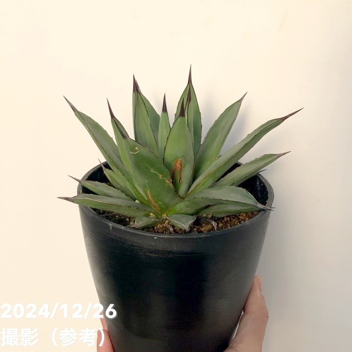 【ワケアリ 特価】アガベ 5号 リトルシャーク Little Shark|観葉01-D1