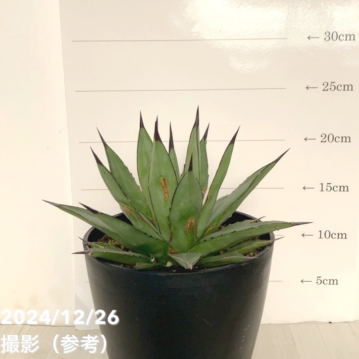 【ワケアリ 特価】アガベ 5号 リトルシャーク Little Shark|観葉01-D1