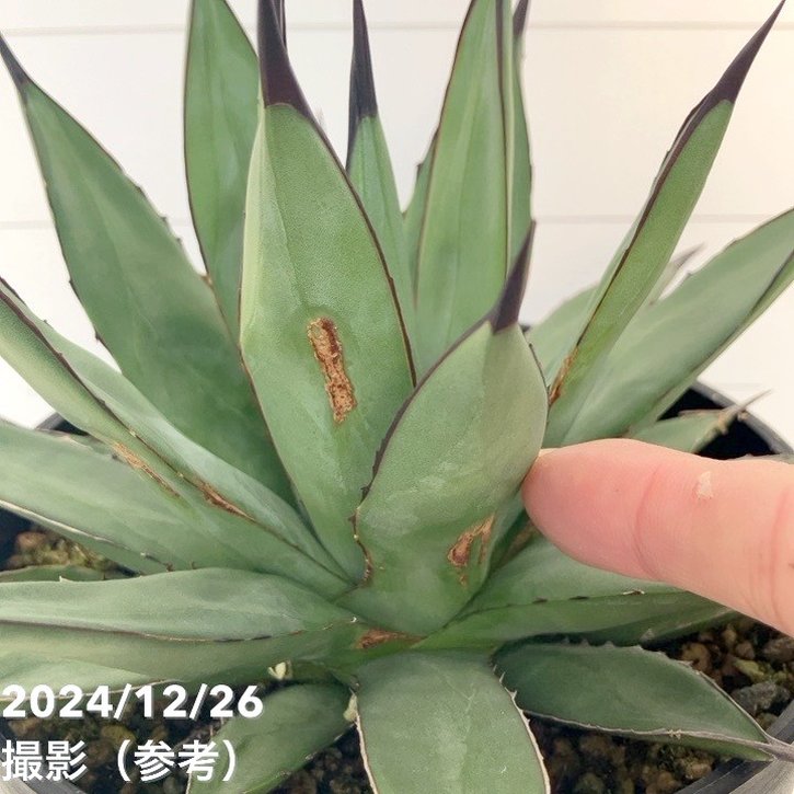 【ワケアリ 特価】アガベ 5号 リトルシャーク Little Shark|観葉01-D1