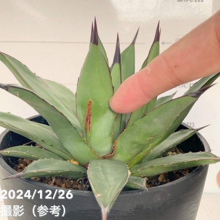 【ワケアリ 特価】アガベ 5号 リトルシャーク Little Shark|観葉01-D1