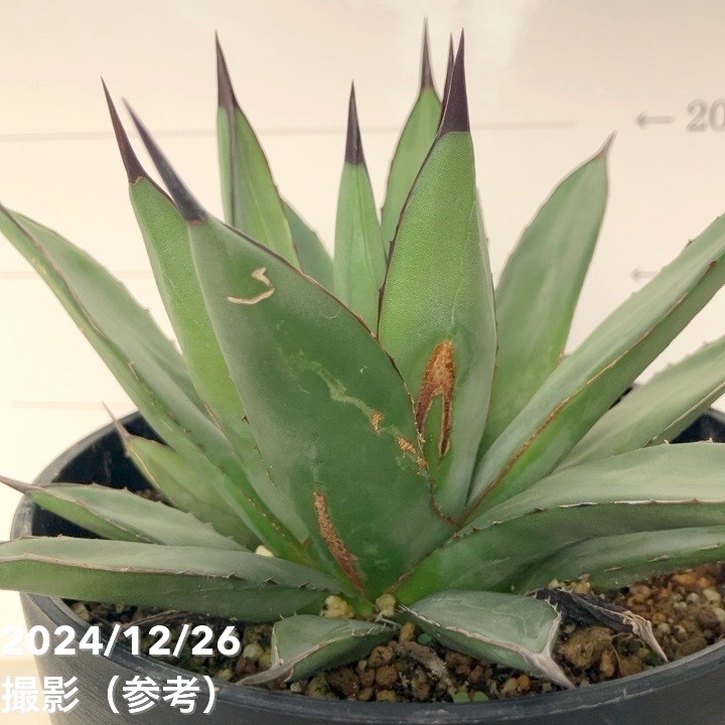 【ワケアリ 特価】アガベ 5号 リトルシャーク Little Shark|観葉01-D1