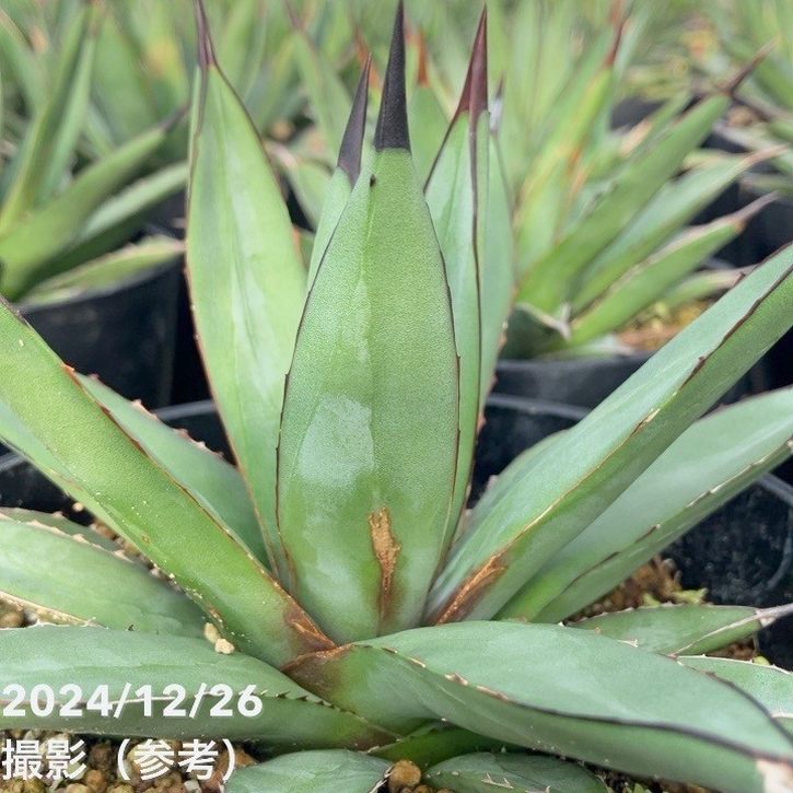 【ワケアリ 特価】アガベ 5号 リトルシャーク Little Shark|観葉01-D1