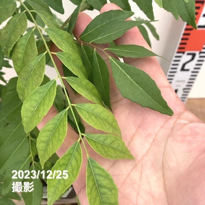 決算P5倍！10%OFF！8/2まで】カレーの木（苗）カレーリーフ 6号｜草花