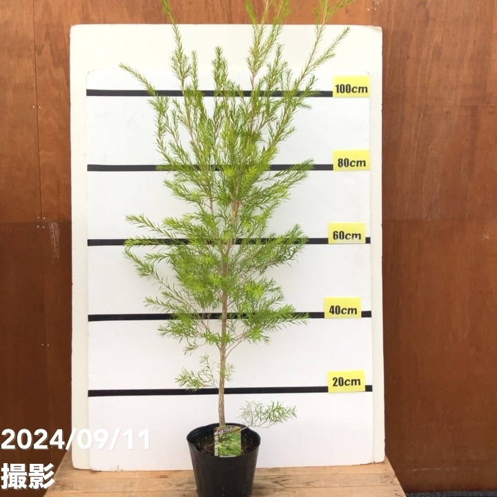 メラレウカ レボリューション グリーン 6号大株 ※お届けに10日程度