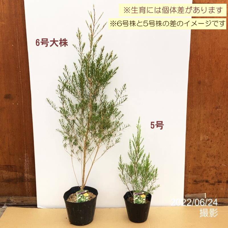 メラレウカ レボリューション グリーン 6号大株 ※お届けに10日程度