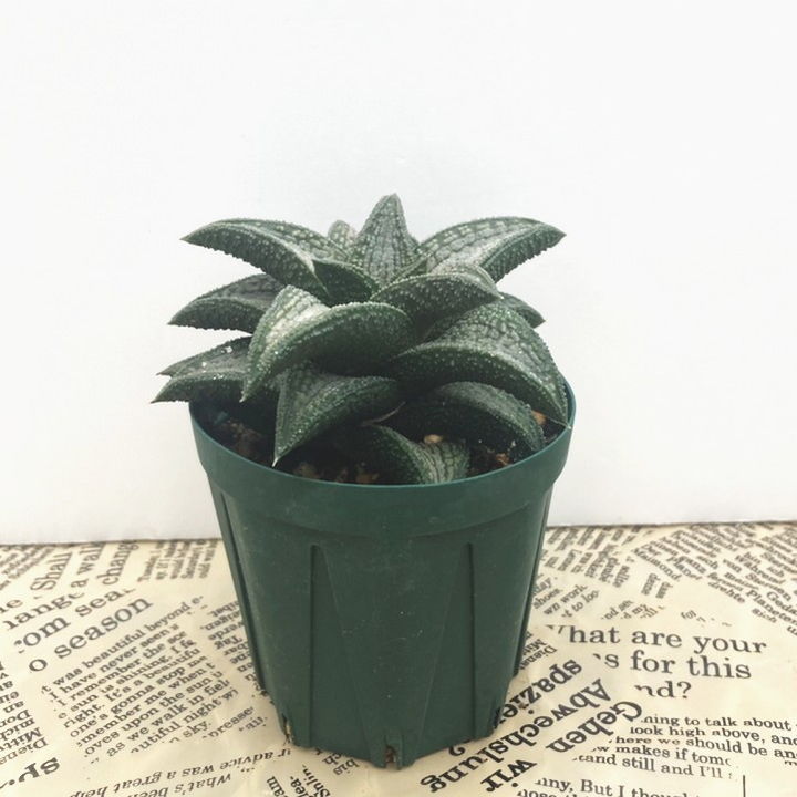 ハオルチア 2.5号 koelmaniorum hybrid［3-21］｜観葉02-D2 | 観葉