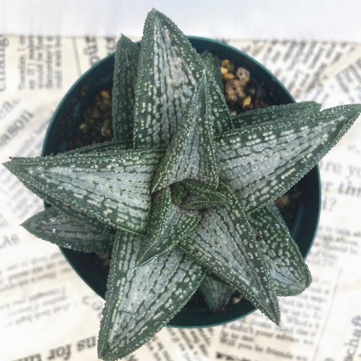 ハオルチア 2.5号 koelmaniorum hybrid［3-21］｜観葉02-D2