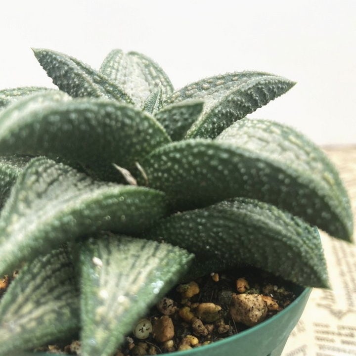 ハオルチア 2.5号 koelmaniorum hybrid［3-21］｜観葉02-D2