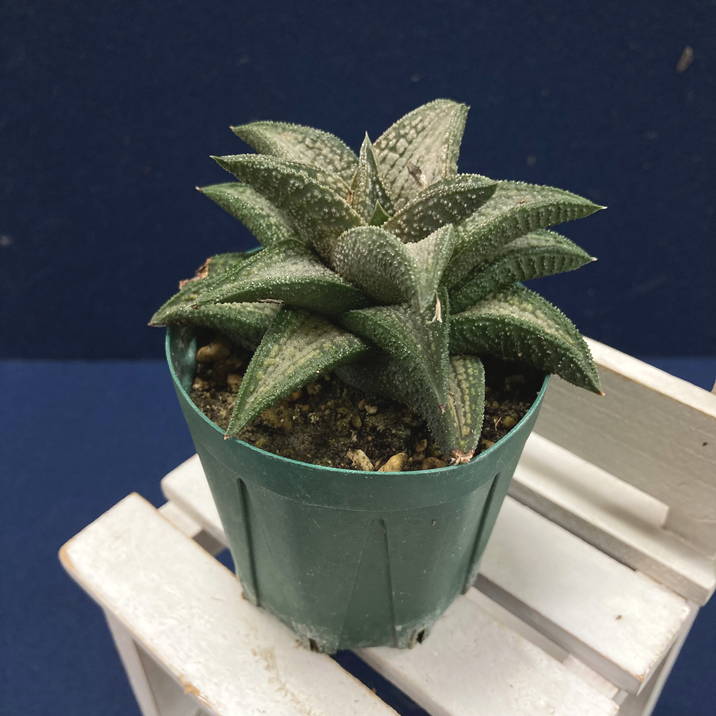 ハオルチオプシス コエルマニオルム 変種 マクマトリー CCM-1 子付 Amazon.co.jp: 多肉植物：ハオルチア コエルマニオルム×スカブラ