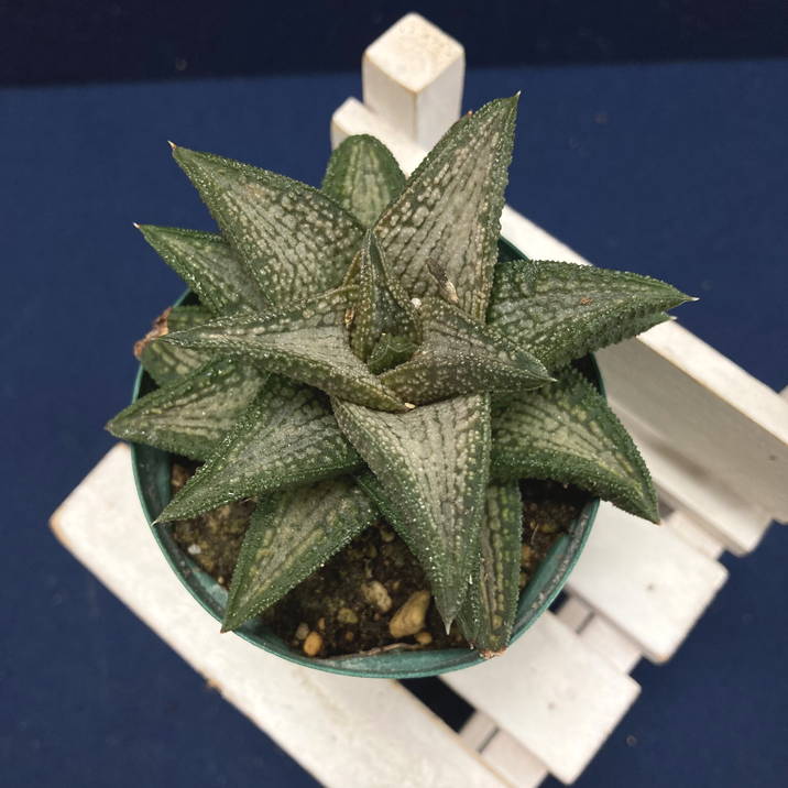 ハオルチア 2.5号 koelmaniorum hybrid［3-21］｜観葉02-D2 | 観葉