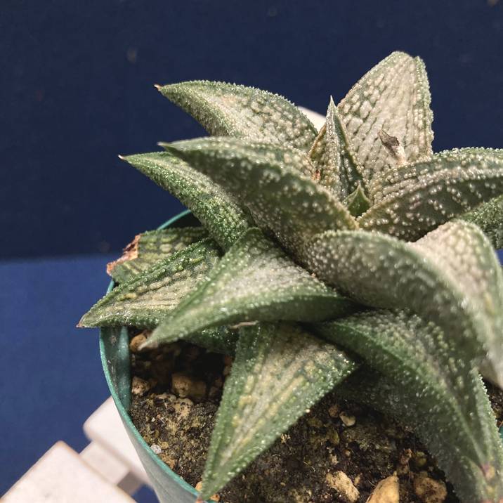 ハオルチア 2.5号 koelmaniorum hybrid［3-21］｜観葉02-D2 | 観葉