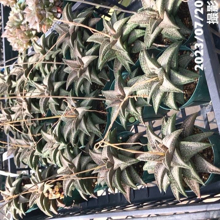 ハオルチア 2.5号 koelmaniorum hybrid［3-21］｜観葉02-D2 | 観葉