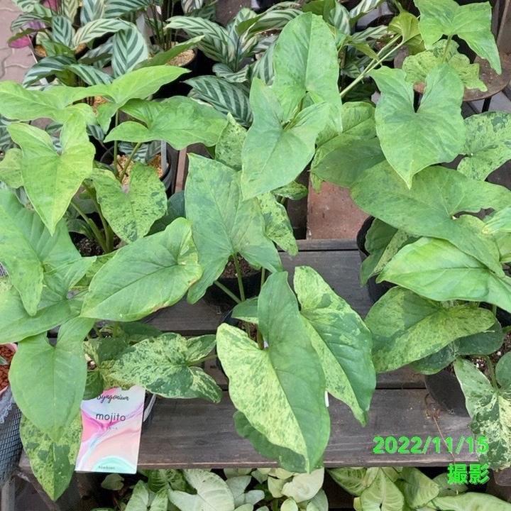 その他観葉植物 moomooo Amazon｜多肉植物：ハオルチア 光るオブツーサ*S｜観葉植物