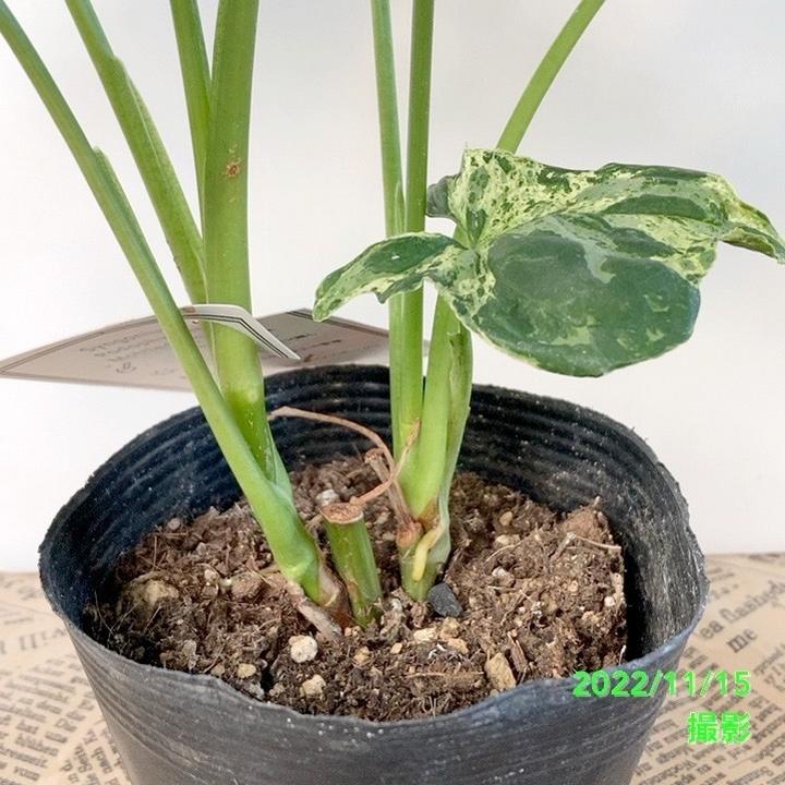 ユーカリ ポポラス苗 大型 205㎝❗ 10号 綺麗な樹形 ❗シルバーリーフ