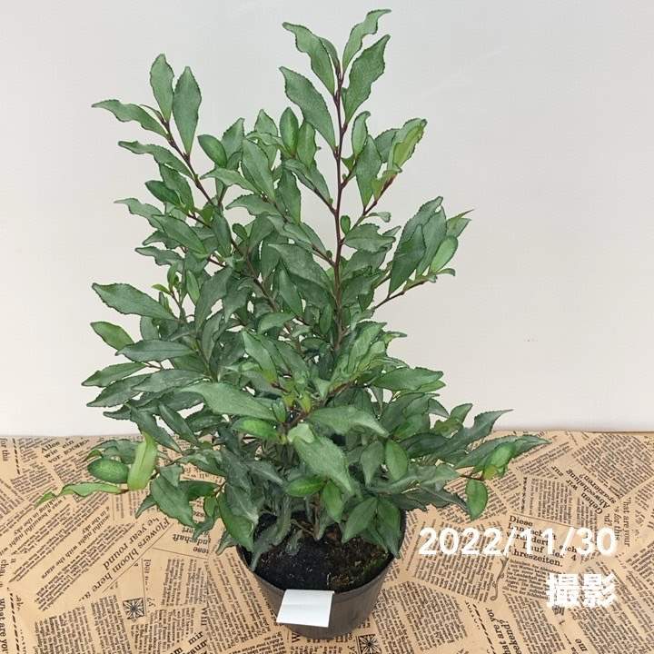 紺斑ヒサカキ 糸覆輪 4号｜花木10-TU | 花木・庭木 | 赤塚植物園