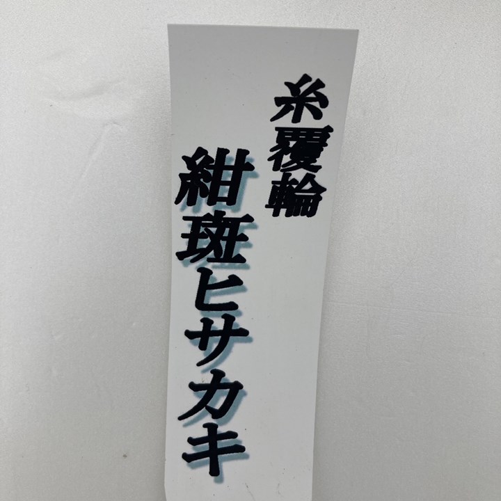 紺斑ヒサカキ 糸覆輪 4号｜花木10-TU | 花木・庭木 | 赤塚植物園
