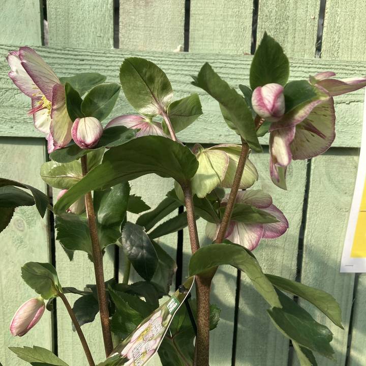 クリスマスローズ 氷の薔薇 6号 ピコティー｜山野04-PA | 草花