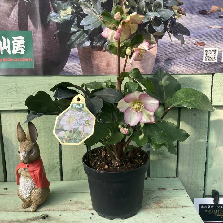 クリスマスローズ 氷の薔薇 6号 ピコティー｜山野04-PA | 草花