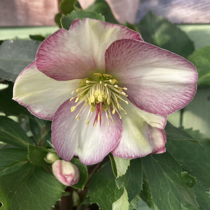 クリスマスローズ 氷の薔薇 6号 ピコティー｜山野04-PA | 草花