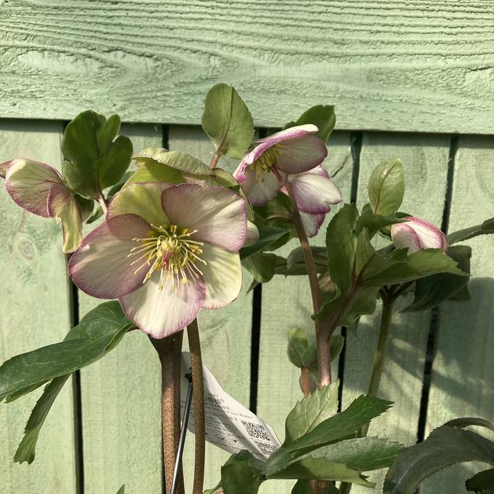 クリスマスローズ 氷の薔薇 6号 ピコティー｜山野04-PA | 草花