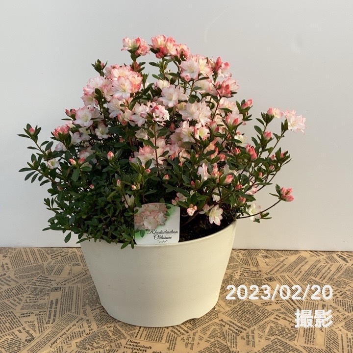 限定2鉢】久留米ツツジ レジナ 9号|花木10-TU | 花木・庭木,サツキ 限定2鉢】久留米ツツジ レジナ 9号|花木10-TU | 花木・庭木,サツキ