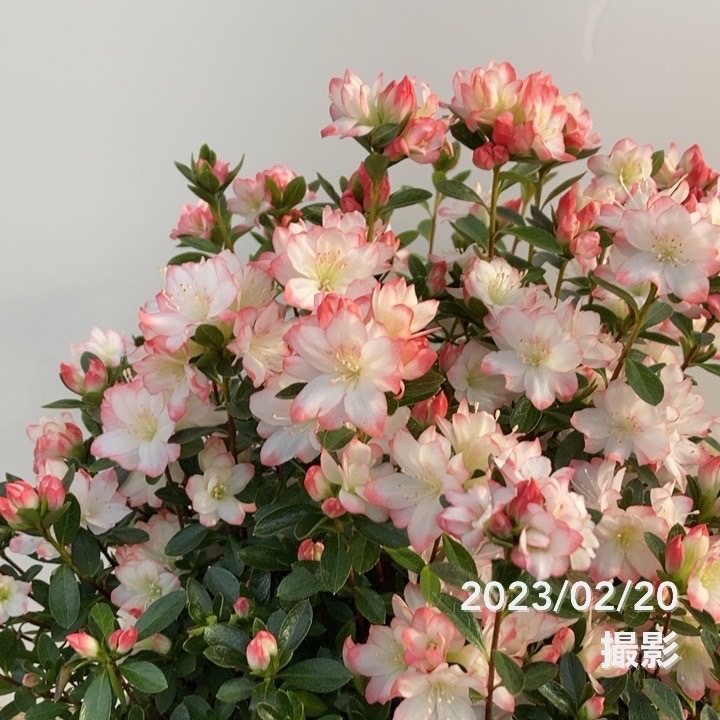 限定2鉢】久留米ツツジ レジナ 9号｜花木10-TU | 花木・庭木,サツキ