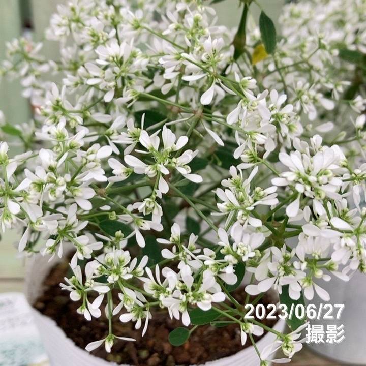 PW ユーフォルビア ダイアモンドスノー 3～3.5号×3株セット｜草花04-PA