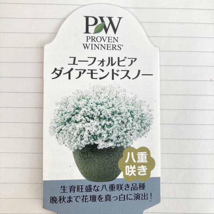 PW ユーフォルビア ダイアモンドスノー 3～3.5号×3株セット｜草花04-PA