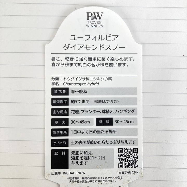 PW ユーフォルビア ダイアモンドスノー 3～3.5号×3株セット｜草花04-PA