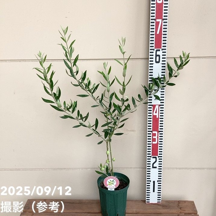 実付き＞オリーブ 4号 コロネイキ｜果樹04-PA | 果樹 | 赤塚植物園