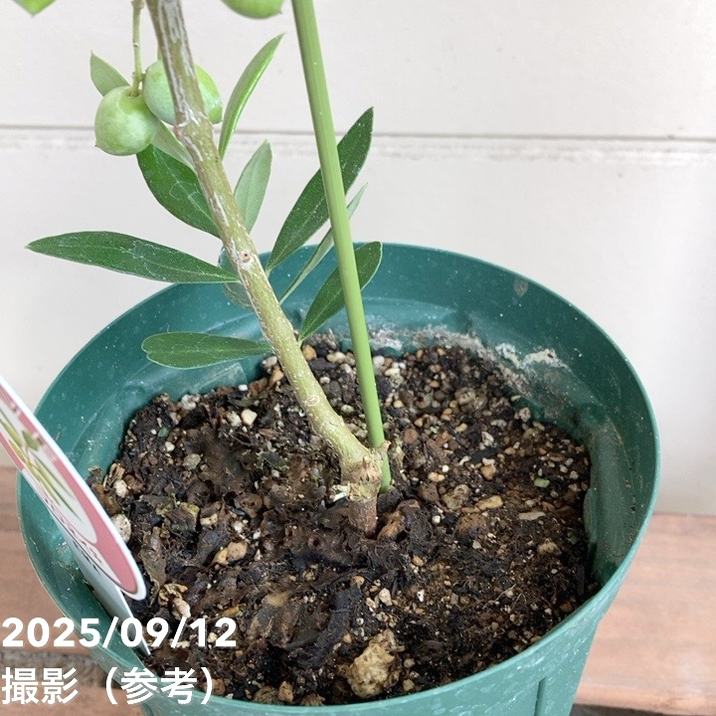 ④　オリーブの木　『コロネイキ』　15号　特大苗木最高等級　極上品‼️ ④ オリーブの木 『コロネイキ』 15号 特大苗木最高等級 極上品‼️ ④