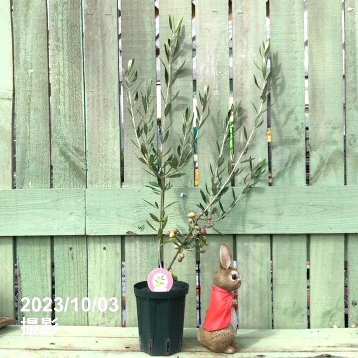 オリーブの木 コロネイキ 8号 約110cm K-136 一点物 【公式通販】