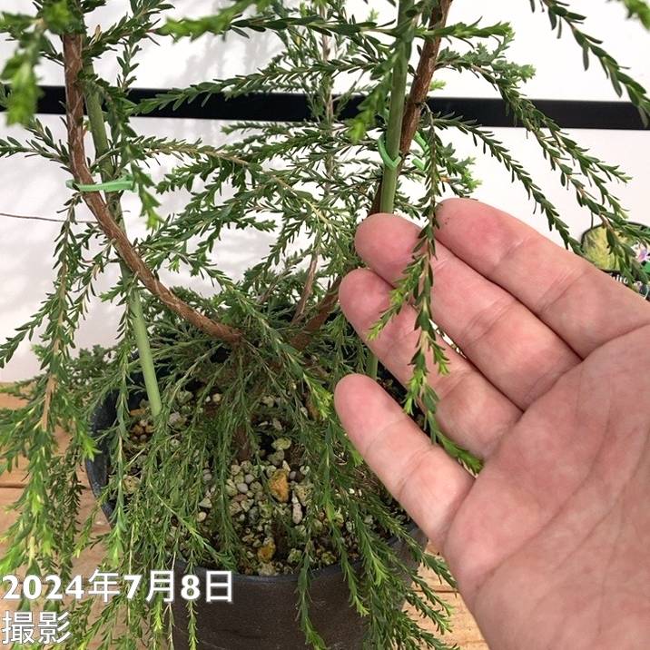 レプトスペルマム モスキートブロッカー 5号 ※お届けに10日程度かかる場合がございます。|花木10-TU