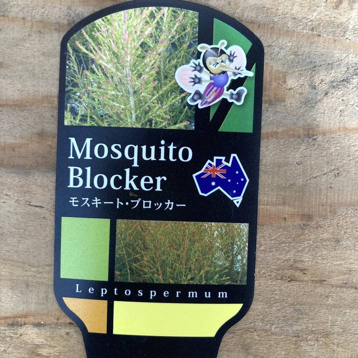 レプトスペルマム モスキートブロッカー 5号 ※お届けに10日程度かかる場合がございます。|花木10-TU