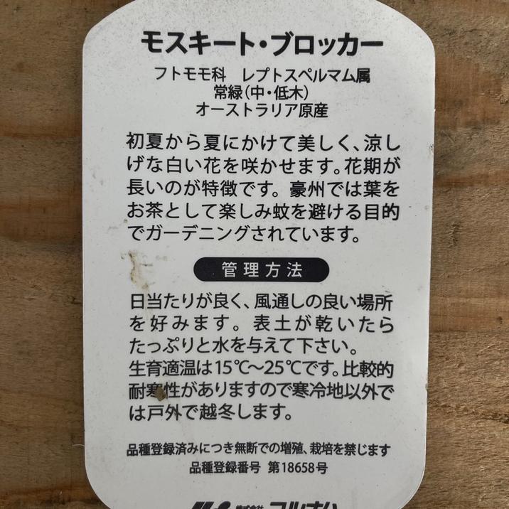 レプトスペルマム モスキートブロッカー 5号 ※お届けに10日程度かかる場合がございます。|花木10-TU