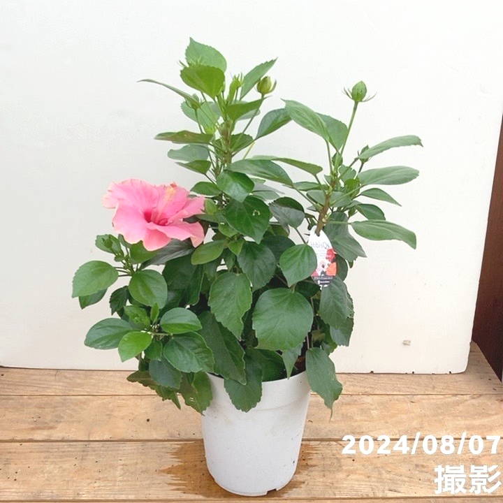 ハイビスカス ニューロングライフシリーズ 6号（ピンク花）｜花木10-TU