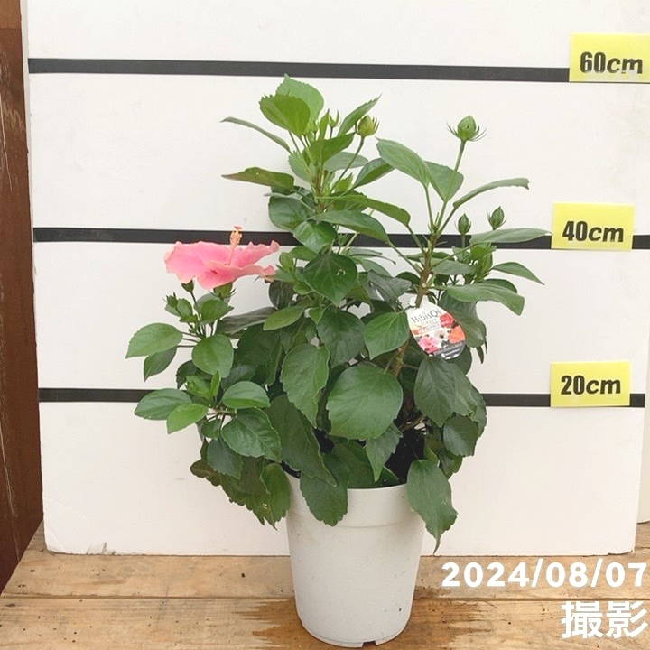 ハイビスカス ニューロングライフシリーズ 6号（ピンク花）｜花木10-TU